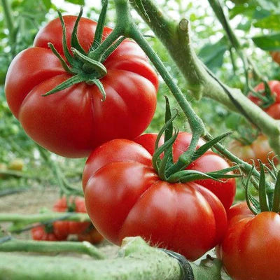 Tomato 'marmande' seeds