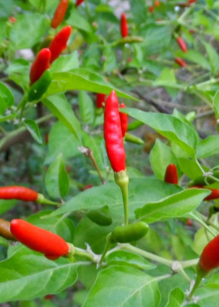 Chilli ‘Thai Hot’ Seeds