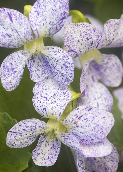Viola 'Freckles' Seeds