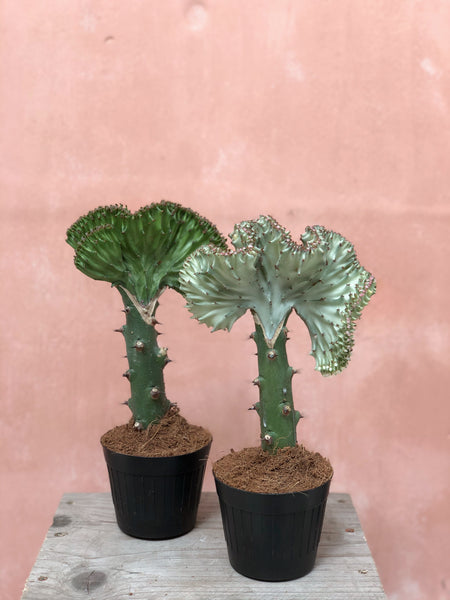 Euphorbia cristata - coral plant