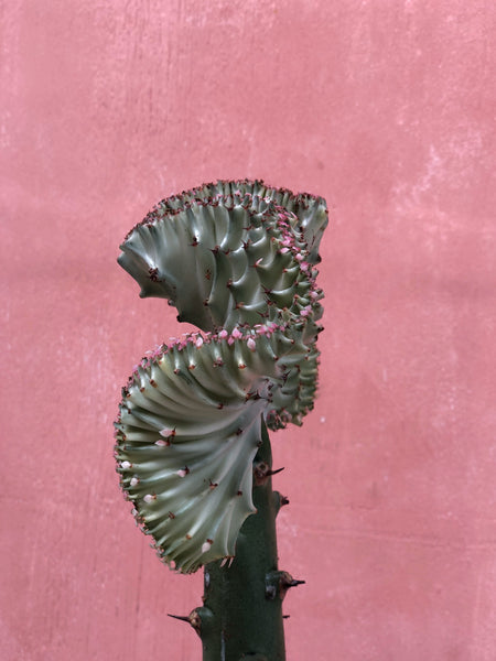 Euphorbia cristata - coral plant