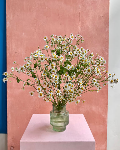 Seasonal bunch: Camomile in a vase