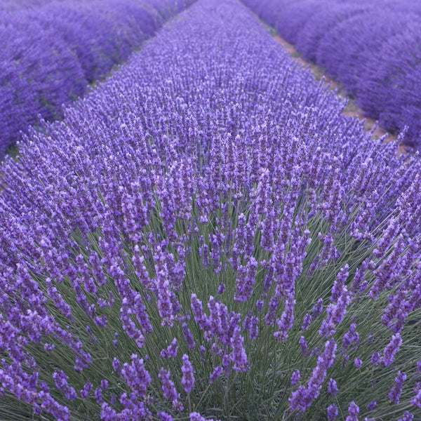 Lavender 'Munstead Dwarf' seeds
